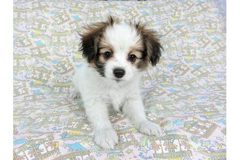 成約済の千葉県のパピヨン-62500