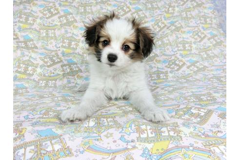 成約済の千葉県のパピヨン-62500の4枚目