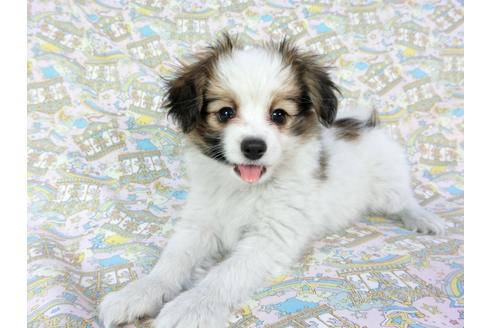 成約済の千葉県のパピヨン-62500の3枚目