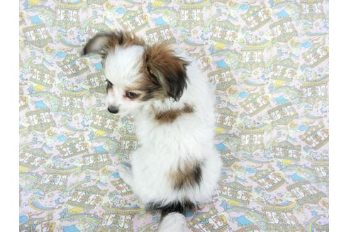 成約済の千葉県のパピヨン-62500の2枚目