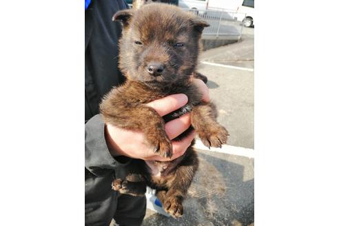 東京都の甲斐犬 男の子 18 11 05生まれ 赤虎毛 子犬id ブリーダーナビ 東京都の甲斐犬 男の子 18 11 05生まれ 赤虎毛 子犬id ブリーダーナビ