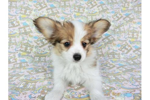 成約済の千葉県のパピヨン-62499