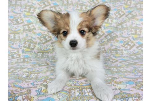 成約済の千葉県のパピヨン-62499の4枚目