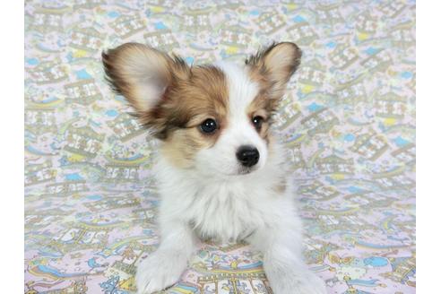 成約済の千葉県のパピヨン-62499の3枚目