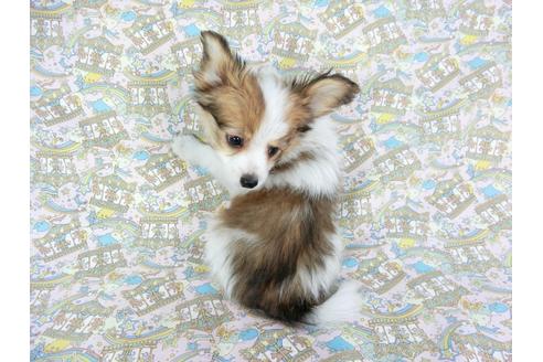 成約済の千葉県のパピヨン-62499の2枚目