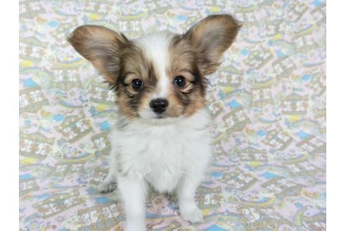 成約済の千葉県のパピヨン-62929の4枚目