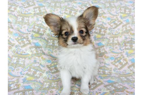成約済の千葉県のパピヨン-62929の3枚目
