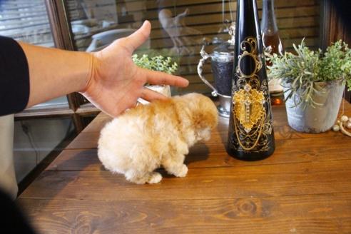 成約済の埼玉県のトイプードル-63825の2枚目