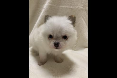 成約済の大阪府のポメチワ:ポメラニアン×チワワ-64502の8枚目