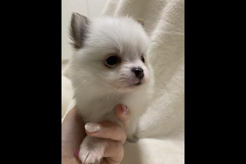 成約済の大阪府のポメチワ:ポメラニアン×チワワ-64502の1枚目