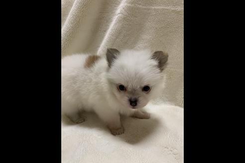 成約済の大阪府のポメチワ:ポメラニアン×チワワ-64502の7枚目