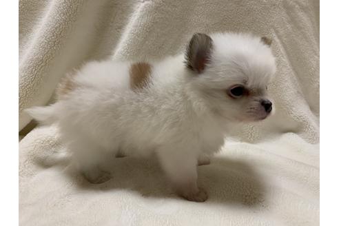 成約済の大阪府のポメチワ:ポメラニアン×チワワ-64502の6枚目