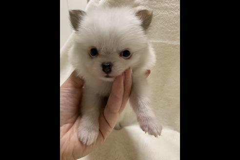 成約済の大阪府のポメチワ:ポメラニアン×チワワ-64502の5枚目