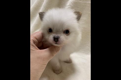 成約済の大阪府のポメチワ:ポメラニアン×チワワ-64502の4枚目