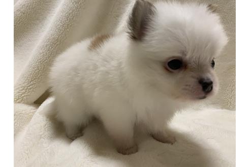 成約済の大阪府のポメチワ:ポメラニアン×チワワ-64502の3枚目