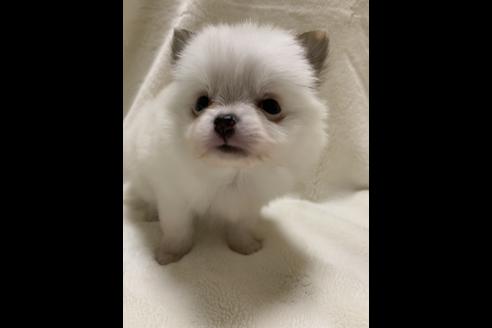 成約済の大阪府のポメチワ:ポメラニアン×チワワ-64502の2枚目