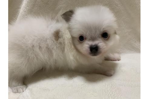 成約済の大阪府のポメチワ:ポメラニアン×チワワ-64501の6枚目