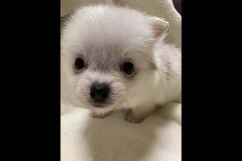 成約済の大阪府のポメチワ:ポメラニアン×チワワ-64501の5枚目