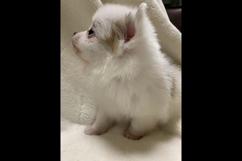 成約済の大阪府のポメチワ:ポメラニアン×チワワ-64501の4枚目