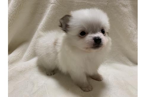 成約済の大阪府のポメチワ:ポメラニアン×チワワ-64501の3枚目