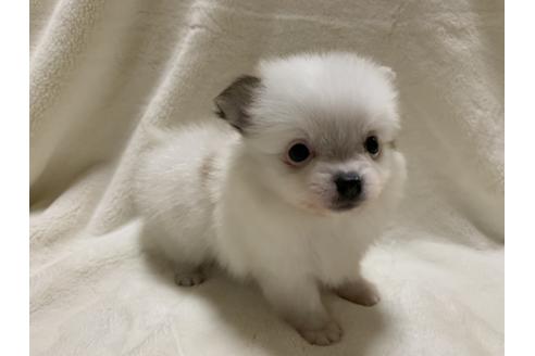 成約済の大阪府のポメチワ:ポメラニアン×チワワ-64501の2枚目