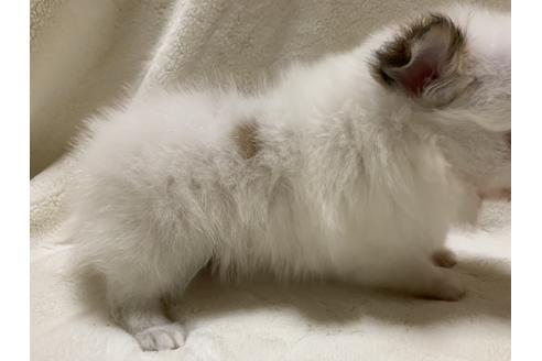 成約済の大阪府のポメチワ:ポメラニアン×チワワ-64501の1枚目