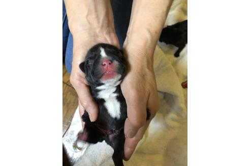 成約済の愛知県のフレンチブルドッグ-64547の35枚目