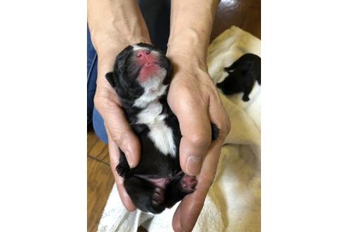 成約済の愛知県のフレンチブルドッグ-64547の34枚目