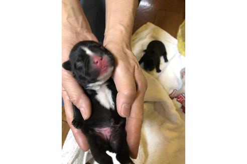 成約済の愛知県のフレンチブルドッグ-64547の33枚目