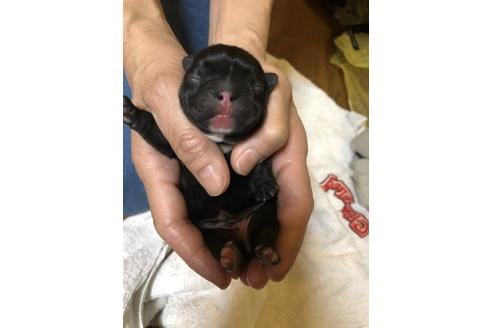 成約済の愛知県のフレンチブルドッグ-64548の30枚目