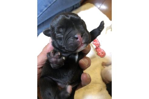 成約済の愛知県のフレンチブルドッグ-64548の29枚目