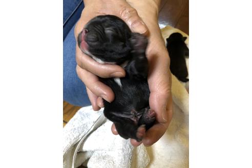 成約済の愛知県のフレンチブルドッグ-64548の28枚目