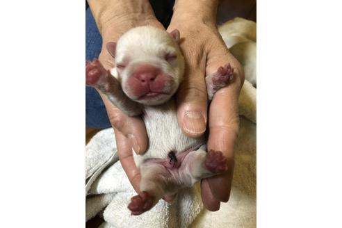 成約済の愛知県のフレンチブルドッグ-64549の28枚目