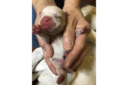 成約済の愛知県のフレンチブルドッグ-64549の27枚目