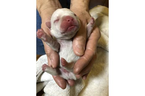 成約済の愛知県のフレンチブルドッグ-64549の26枚目