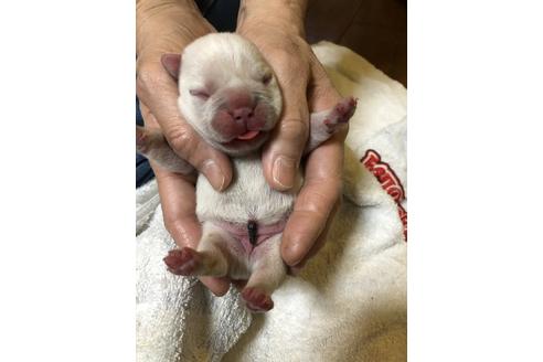 成約済の愛知県のフレンチブルドッグ-64550の27枚目