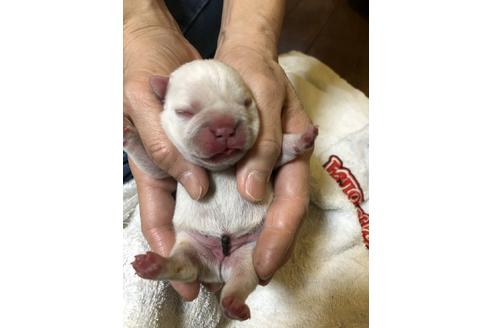 成約済の愛知県のフレンチブルドッグ-64550の26枚目