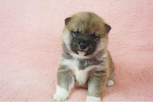 成約済の奈良県の柴犬-64581の5枚目