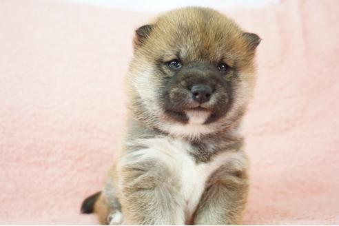 成約済の奈良県の柴犬-64581の4枚目