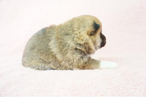 成約済の奈良県の柴犬-64581の3枚目