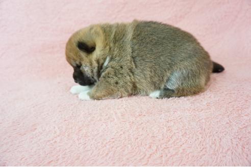 成約済の奈良県の柴犬-64581の2枚目