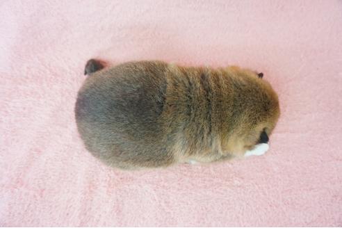 成約済の奈良県の柴犬-64581の1枚目