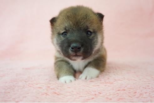 成約済の奈良県の柴犬-64582の5枚目