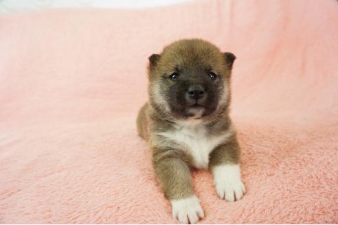 成約済の奈良県の柴犬-64582の4枚目