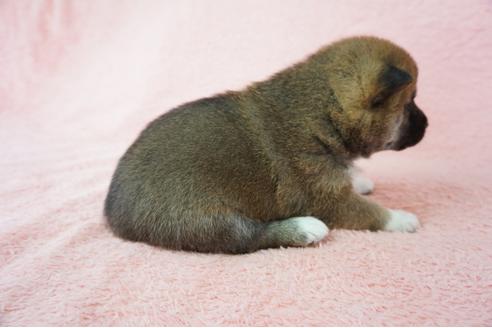 成約済の奈良県の柴犬-64582の3枚目