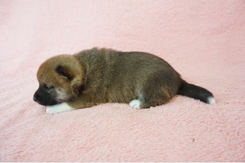 成約済の奈良県の柴犬-64582の2枚目
