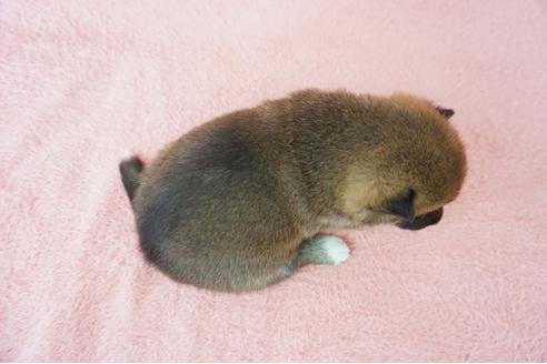 成約済の奈良県の柴犬-64582の1枚目