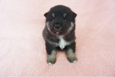 成約済の奈良県の柴犬-64583の5枚目