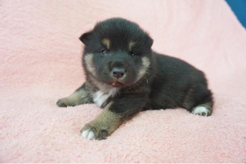 成約済の奈良県の柴犬-64583の4枚目