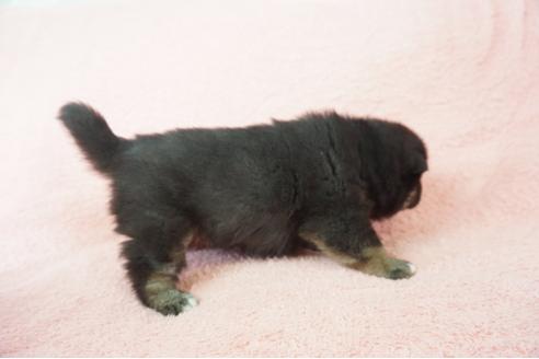 成約済の奈良県の柴犬-64583の3枚目